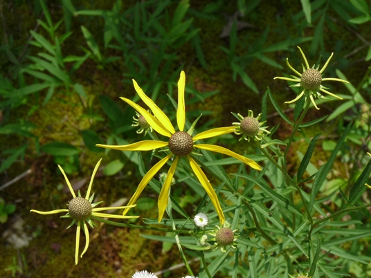 {Ratibida pinnata}